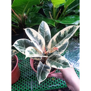 Cây đa búp đỏ cẩm thạch 1 thân size 50-60cm (chỉ giao hỏa tốc HCM)