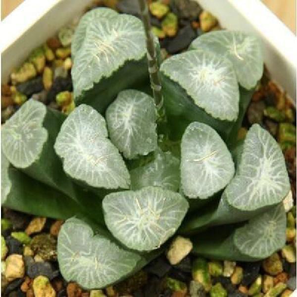 Hạt giống sen đá mọng nước kím tân 50h