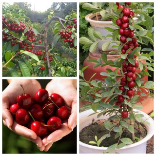 hạt giống cherry mỹ f1