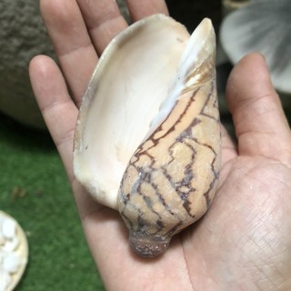 Vỏ ốc biển, vỏ ốc đá cỡ từ 8cm đến 10cm