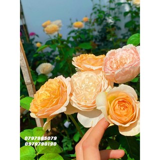 Hoa Hồng Juliet Cao 60cm Siêu Hoa