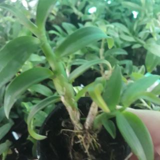 phi điệp ám mắt đỏ Tân Lạc Hòa Bình ( combo 2 cốc )