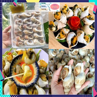 Ốc bulot -