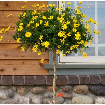 Chậu cây cúc thân gỗ dáng TREE đang sẵn hoa nhiều nụ, cây lâu năm dễ trồng-UtNho