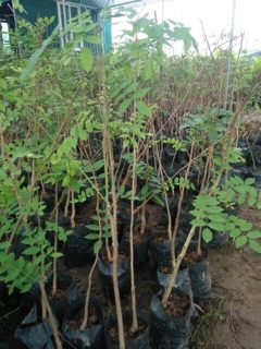 Cây giống hoa tử đằng