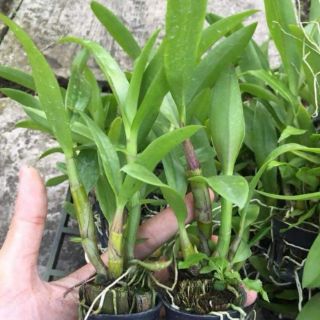 10 cây Lan dendro giống thái lan