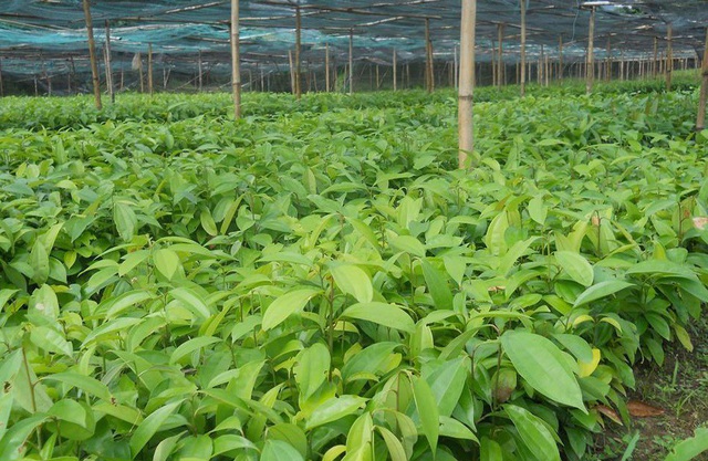 (sản phẩn hot) CÂY QUẾ GIỐNG