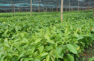 (sản phẩn hot) CÂY QUẾ GIỐNG