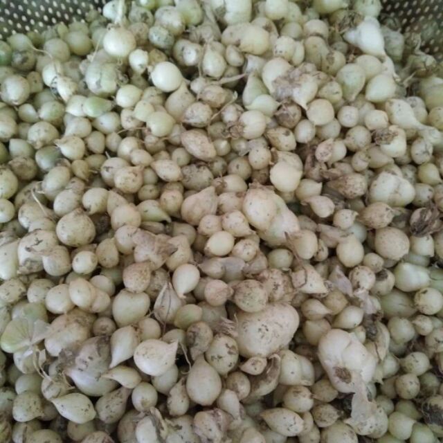 2kg Hành tăm quê nghệ an (củ nén)