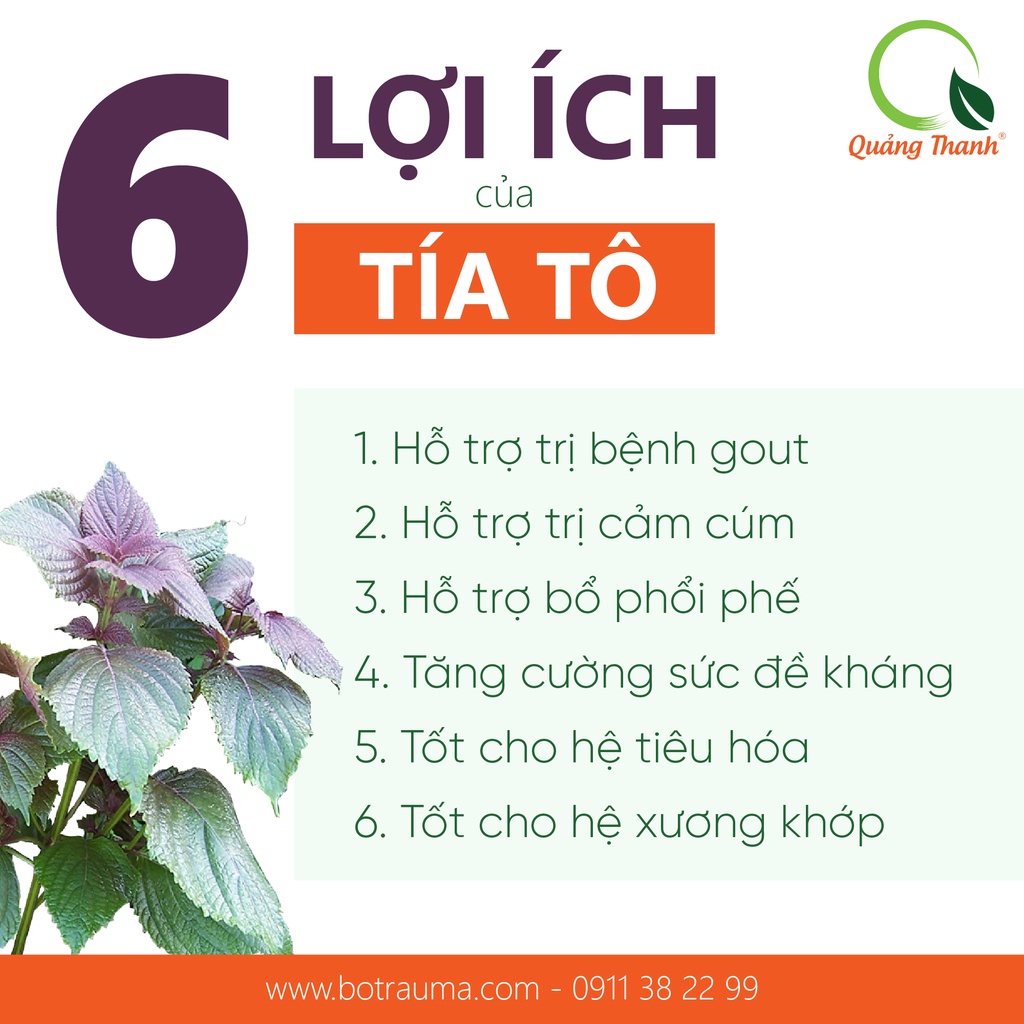 Combo Bột Tía Tô và Bột Diếp Cá 50g - Mát gan, hỗ trợ vấn đề tiêu hóa, bổ phổi phế, hỗ trợ tăng sức đề kháng- Chính Hãng