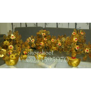CÂY KIM TIỀN VÀNG CAO 30cm