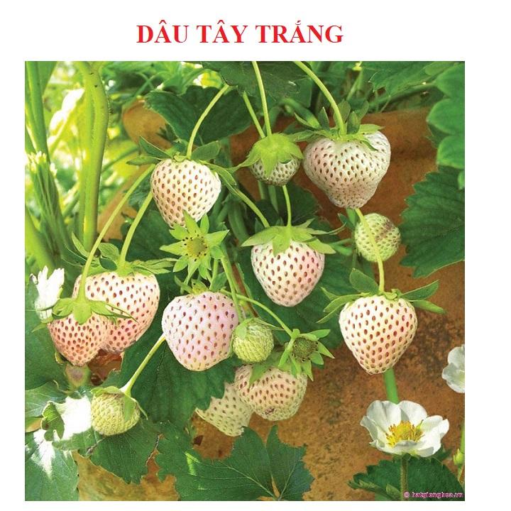 ( SIÊU HOT ) Hạt giống Dâu Tây Trắng 100 hạt