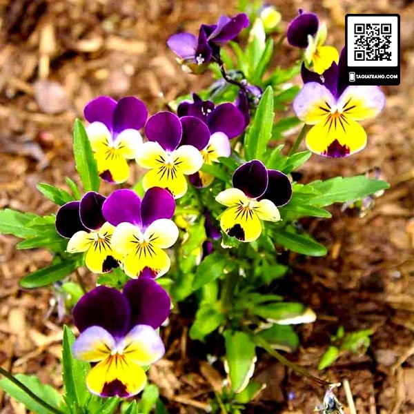 Hạt giống hoa pansy (hoa păng xê) - Gói 0.03g