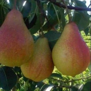 Cây giống lê đỏ