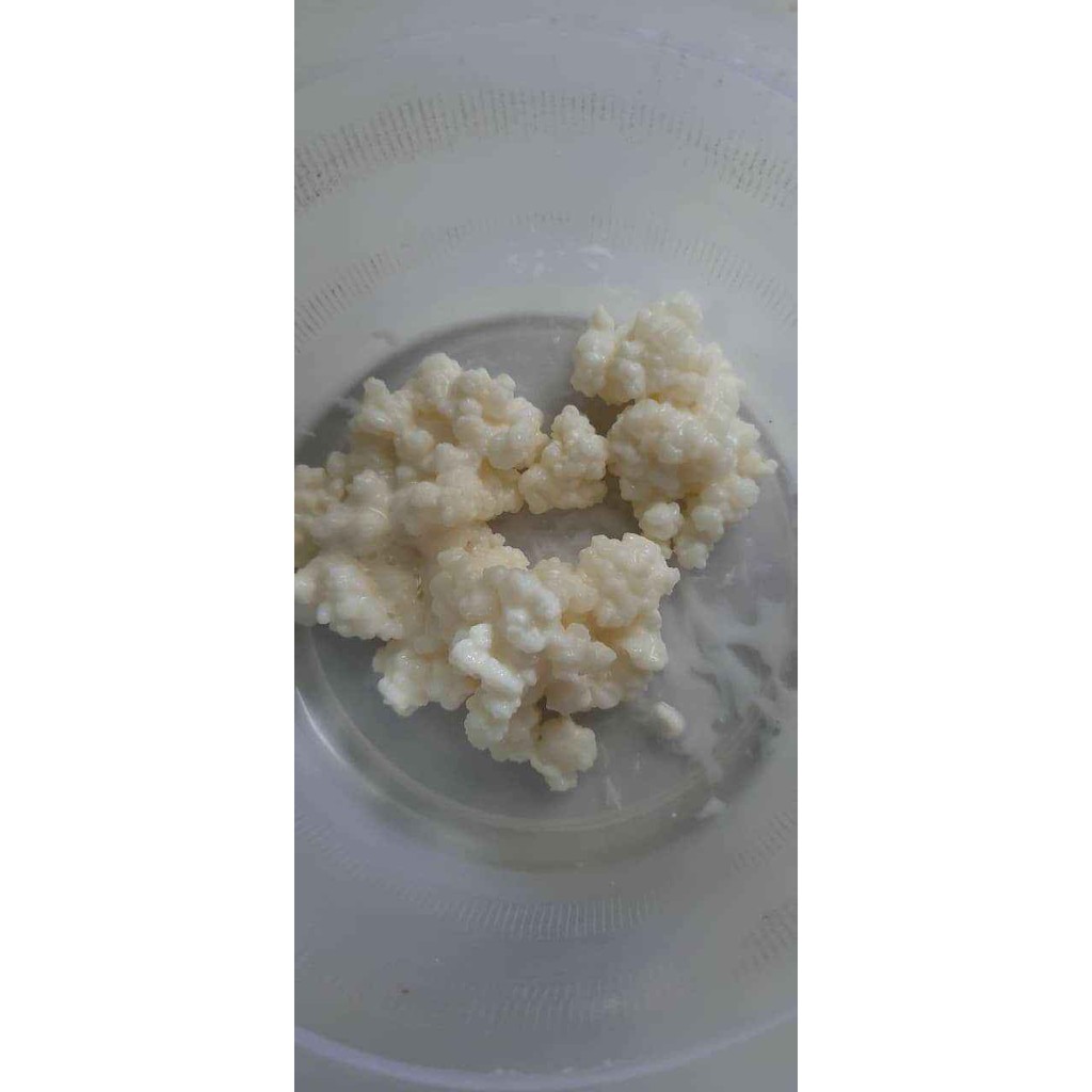 Nấm Kefir - BẢO HÀNH NẤM ĐẾN TAY KHÁCH HÀNG