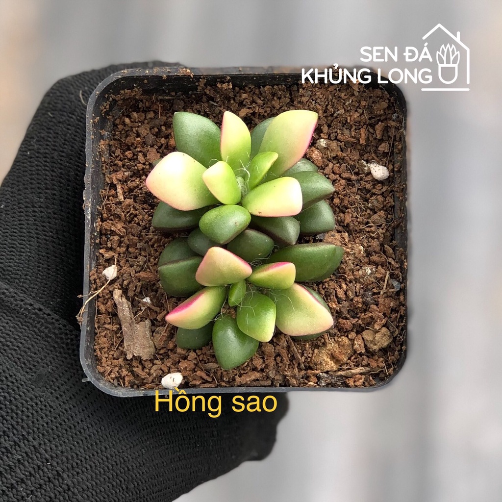 Sen đá Hồng Sao - Anacampseros telephiastrum variegata ‘sunrise’