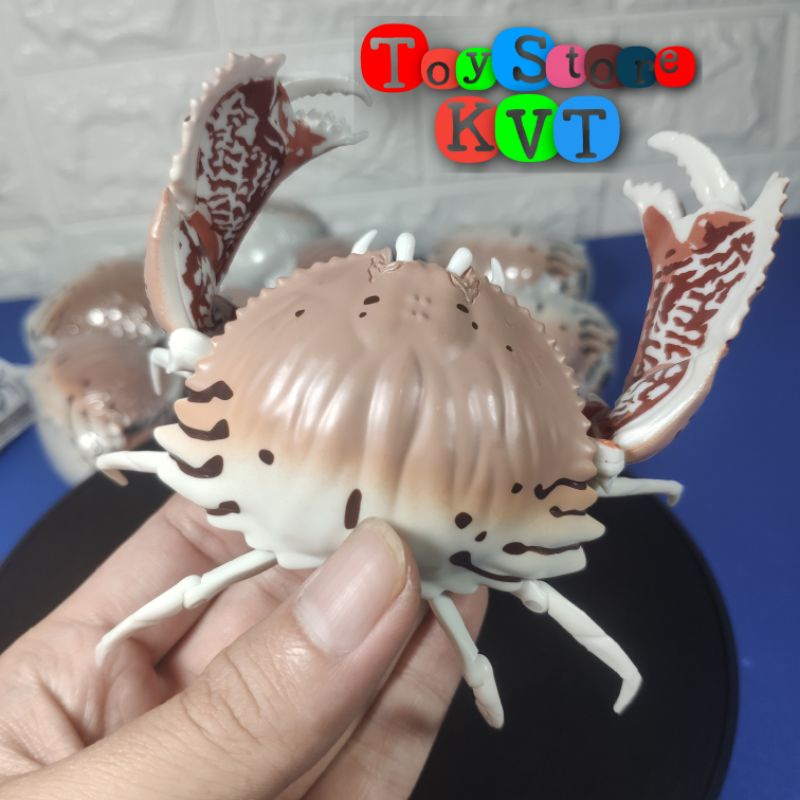 Mô Hình Gachapon Cua Hộp Sọc đỏ Red-streaked Box Crab (Dango Mushi 06 by Bandai)