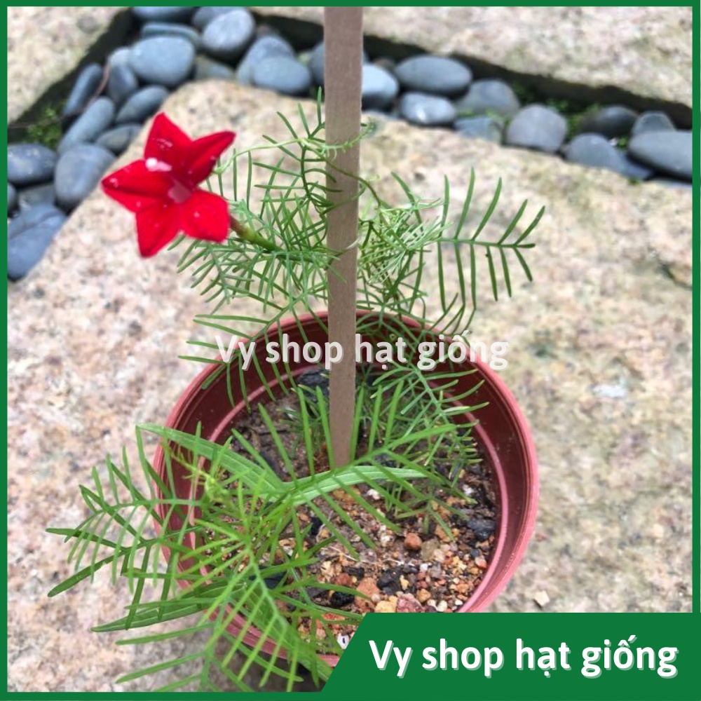 Hạt giống hoa tóc tiên leo  gói 30 hạt mix màu