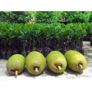Cây mít thái không hạt