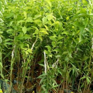 Combo 2 cây mận hậu