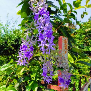 Cây Mai Xanh Thái Loại Siêu Bông