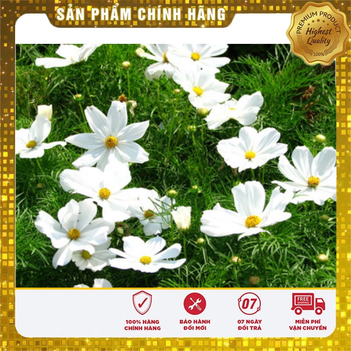 Hạt giống hoa sao nhái bạch tuyết LUCKY SEEDS