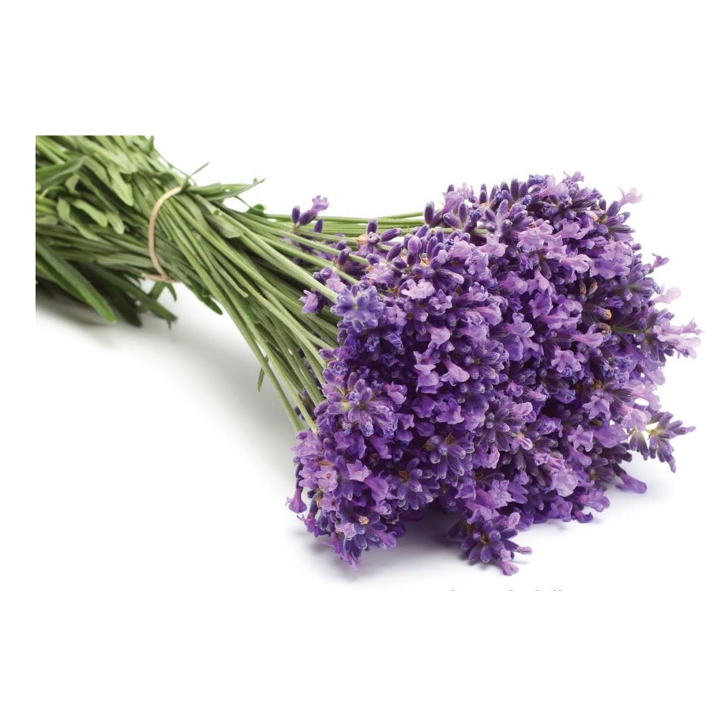 100 hạt giống hoa oải hương Lavender màu tím siêu thơm