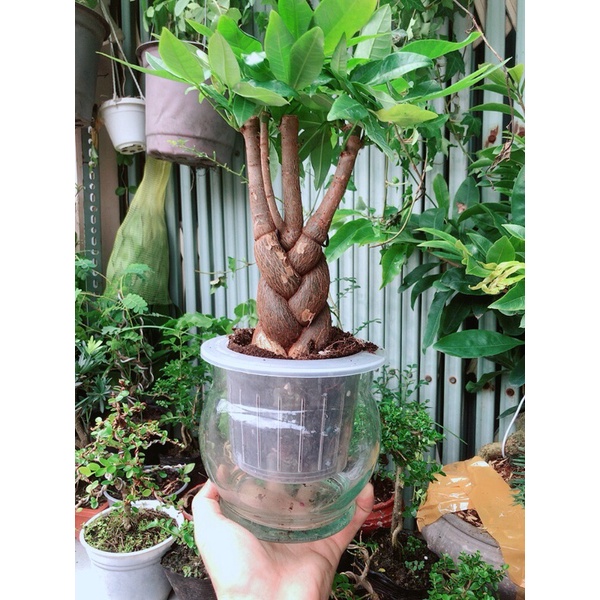 Chậu Kim Ngân Thắt Bính Thuỷ Canh