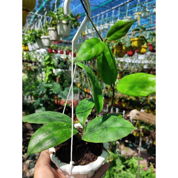 Chậu cây cẩm cù Hoya Crassicaulis hoa rất thơm siêu lặp hoa