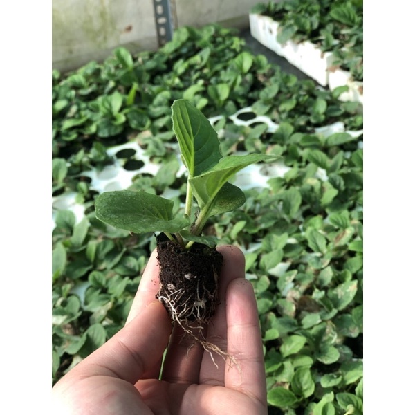 Cây giống đồng tiền lùn siêu nụ
