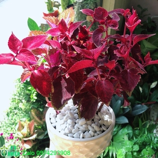 Chậu Cây Lá Gấm Đỏ