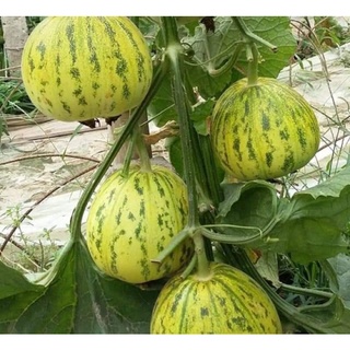Hạt giống dưa lê da ếch