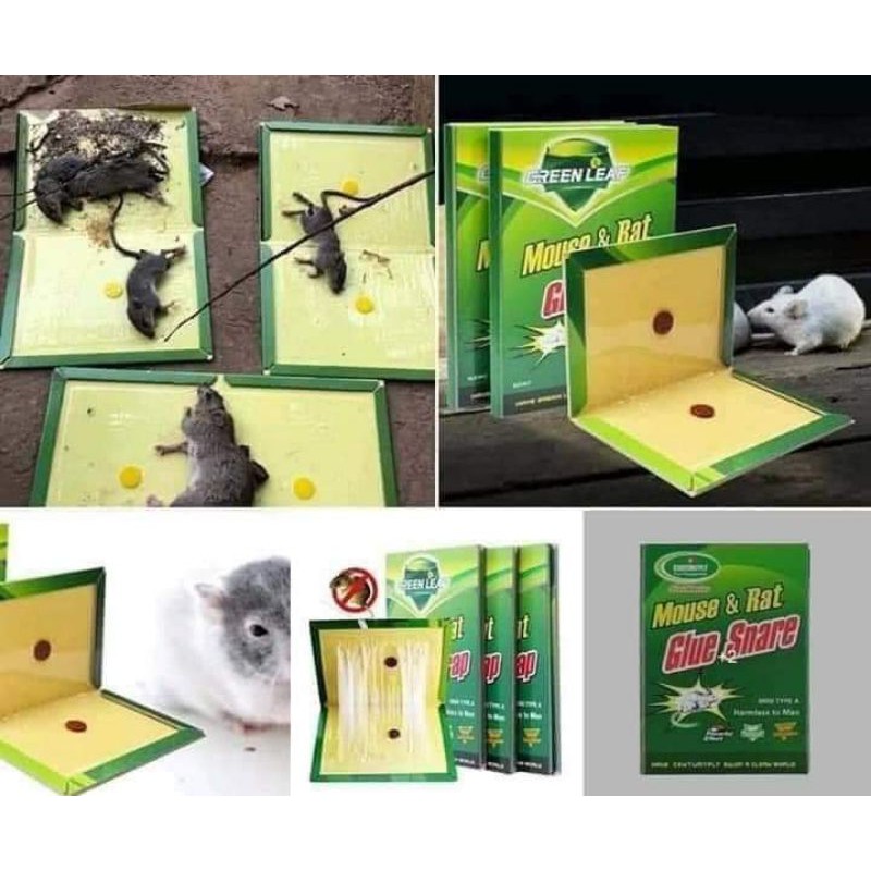 Keo dính chuột