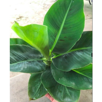 Cây chuối lùn ăn trái mini làm cảnh hàng giống chuẩn - Trang Flowers