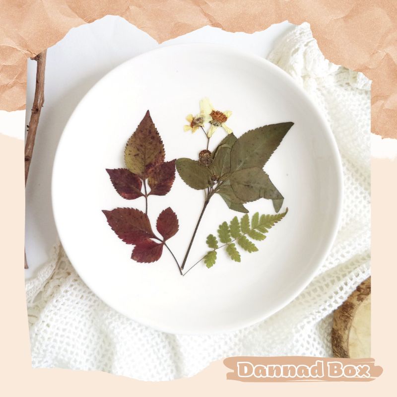 Set 10 Lá Tự Nhiên Nhiều Loại Ép Khô Dùng Trang Trí Decor Resin DIY