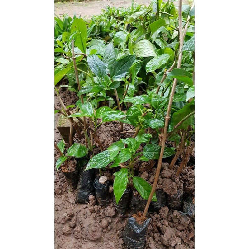 Cây giống thìa canh lá to đặc sản hòa bình mua 5 cây tặng 1 cây