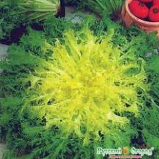 Gói 5r hạt giống xà lách hoàng đế