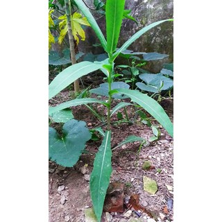 cây bồ công anh