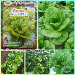 Hạt giống xà lách cos xanh Thái Lan, xà lách hoa hồng chịu nhiệt