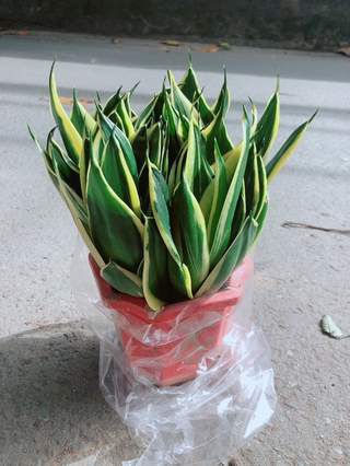 Lưỡi Hổ Thái Xanh Size Lớn