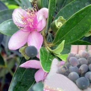 Cây giống sim rừng