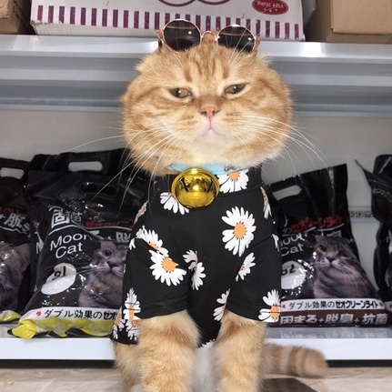 Vòng cổ cho Chó Mèo chuông Doraemon lớn siêu dễ thương - Vòng cổ cho Thú cưng