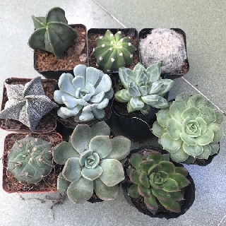 COMBO 5 SEN ĐÁ 5 XƯƠNG RỒNG