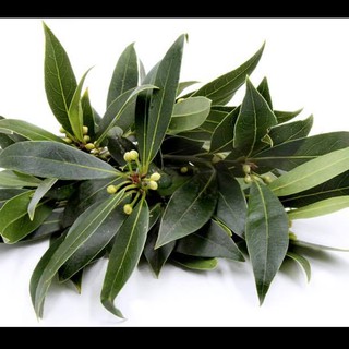Nguyệt quế hi lạp - Bay leaf - Laurel