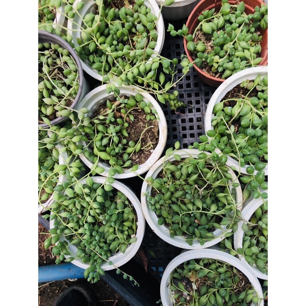 Sen đá hạt ngọc dài- giọt nước chậu treo