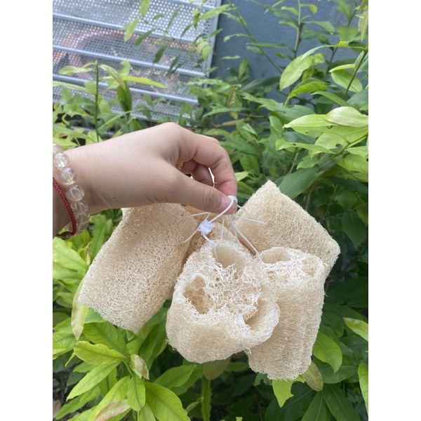XƠ MƯỚP TỰ NHIÊN - BÔNG TẮM XƠ MƯỚP THIÊN NHIÊN -XƠ MƯỚP TẮM