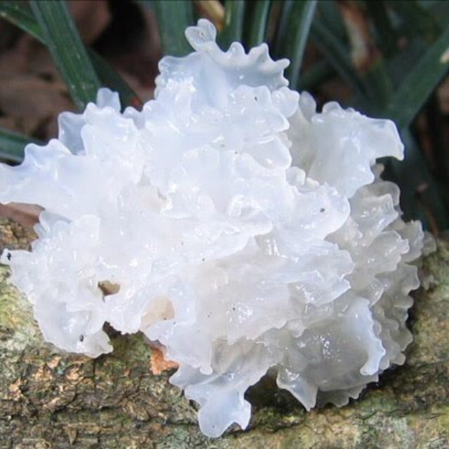 Nấm tuyết (Ngân Nhĩ) khô