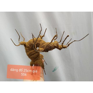 Bonsai dáng đổ lên cây mai cây đào rất đẹp