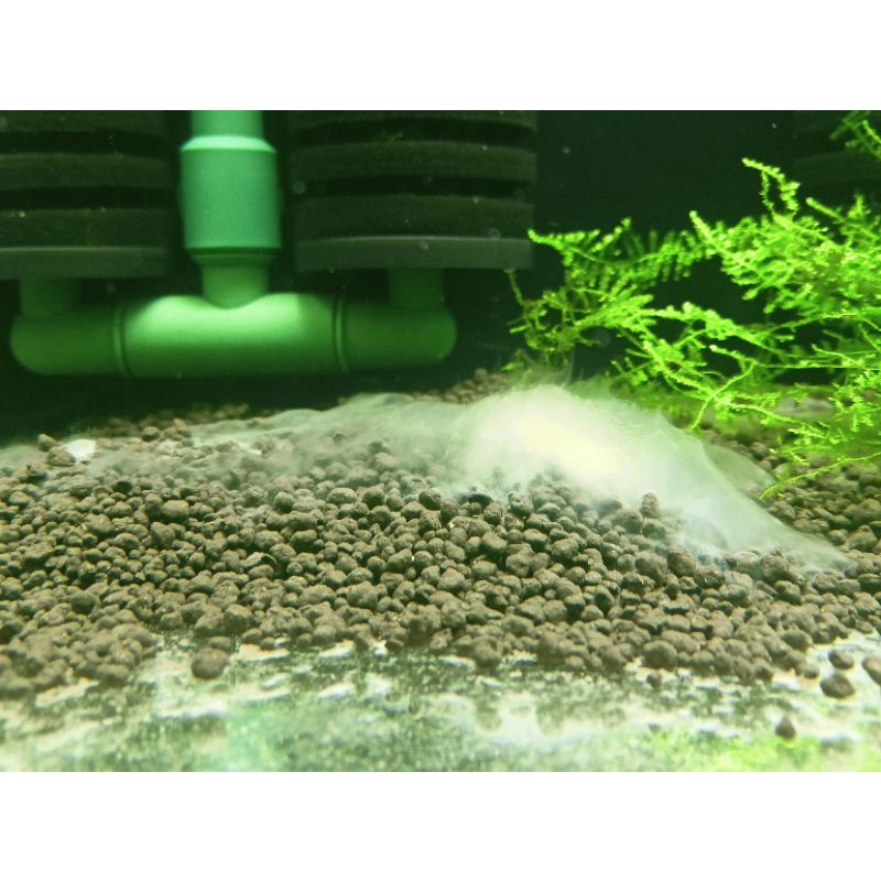 Bio General Vi Sinh Bột Cao Cấp Chuyên Cho Tép Cảnh