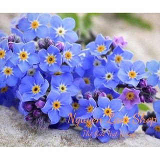 150 HẠT GIỐNG HOA LƯU LY FORGET ME NOT XANH BLUE